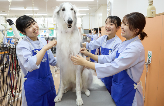 動物看護師をめざす動物看護の専門学校 大阪ペピイ動物看護専門学校