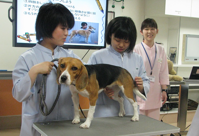 保定 ｈｐ用2 大阪ペピイ動物看護専門学校