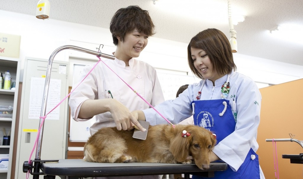 モデル犬募集 大阪ペピイ動物看護専門学校