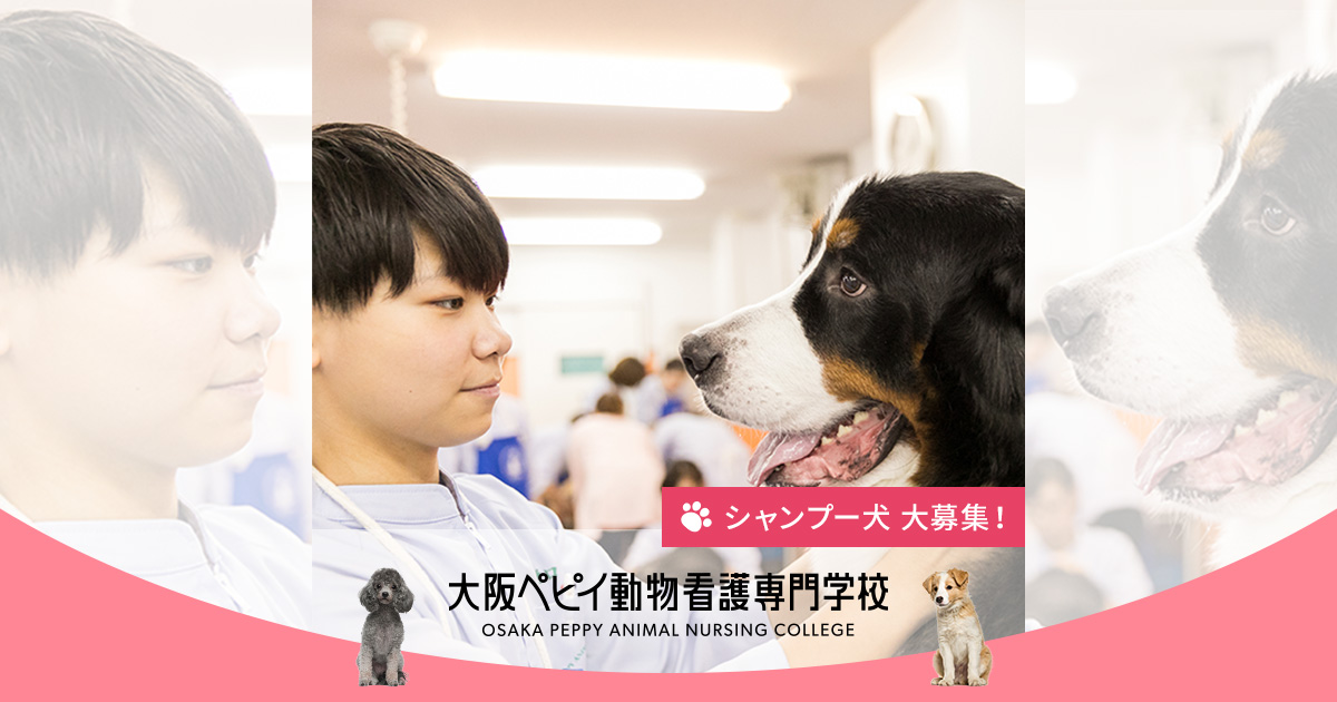 グルーミング実習のモデル犬募集 大阪ペピイ動物看護専門学校